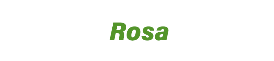 Rosa